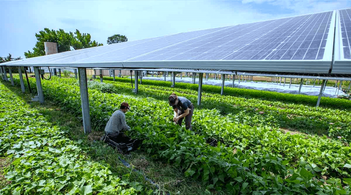 1 MW Agro PV project